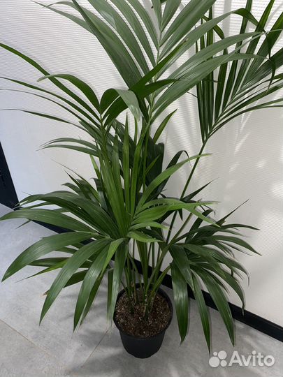 Ховея Форстеринана