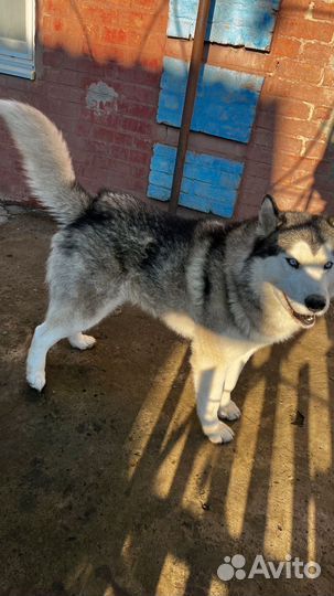 Хаски кобель вязка