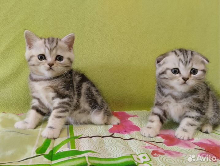 Шотладские котята