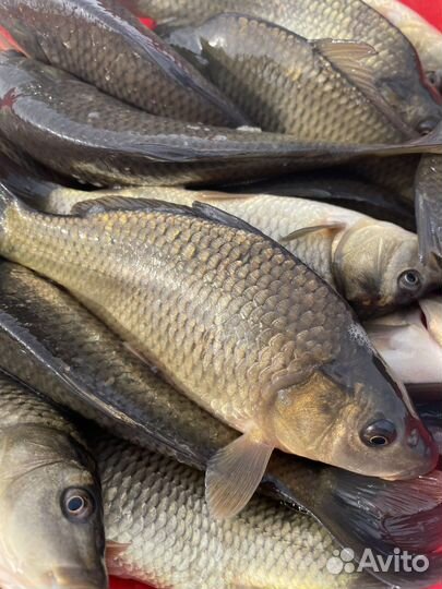 Мальки рыбы для пруда