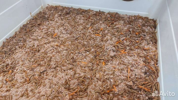 Корм живой (сверчки, червячки, тараканы, саранча)