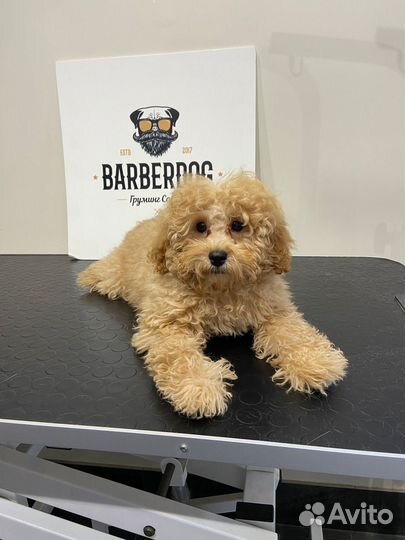 Маленькая собака