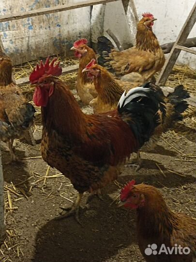 Яйцо кур кучинская юбилейная, можно для инкубации