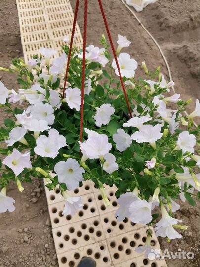 Ампельная петуния в подвесном кашпо