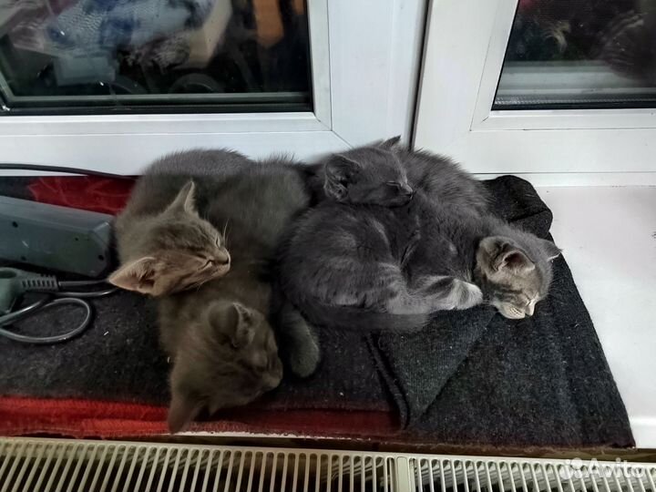 Котята в добрые руки