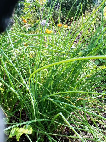 Безвременник. Лук слизун, шнитт и другие