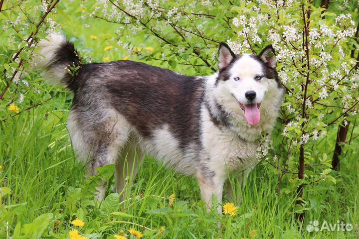 Симпатяшка Хася