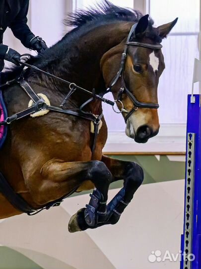 Кобыла в спорт