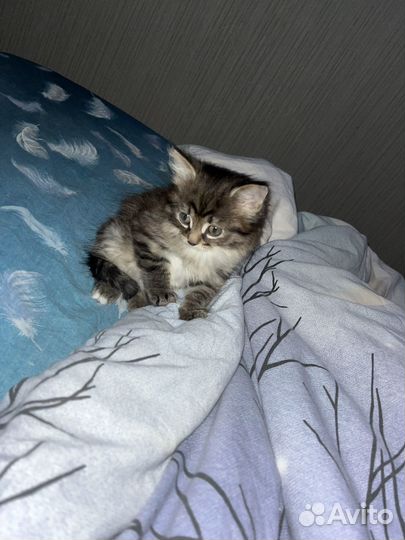 Котенок девочка в добрые руки