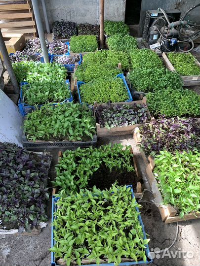 Рассада помидор перец базелик баклажаны