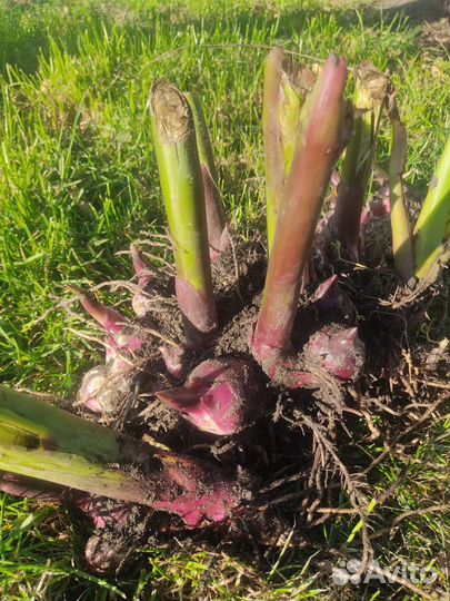 Клубни канны (высокие)