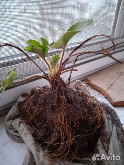 Саженцы клубники