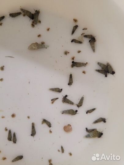 Улитки аквариумные