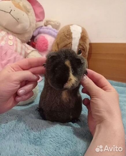 Морские свинки