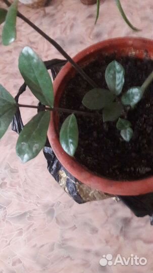 Замиокулькас