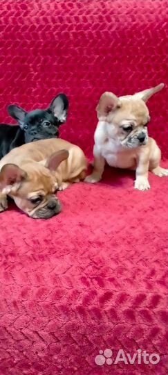 Французский бульдог щенки