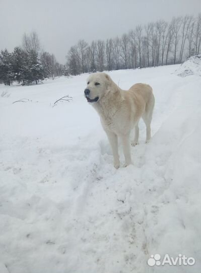 Вязка алабай