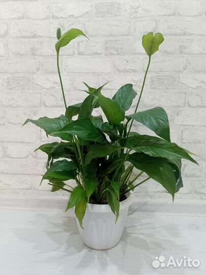Спатифиллум 