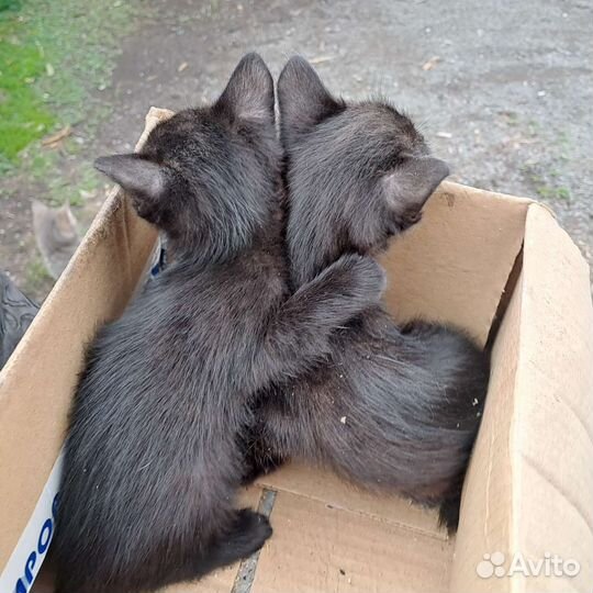 Котята в добрые руки бесплатно