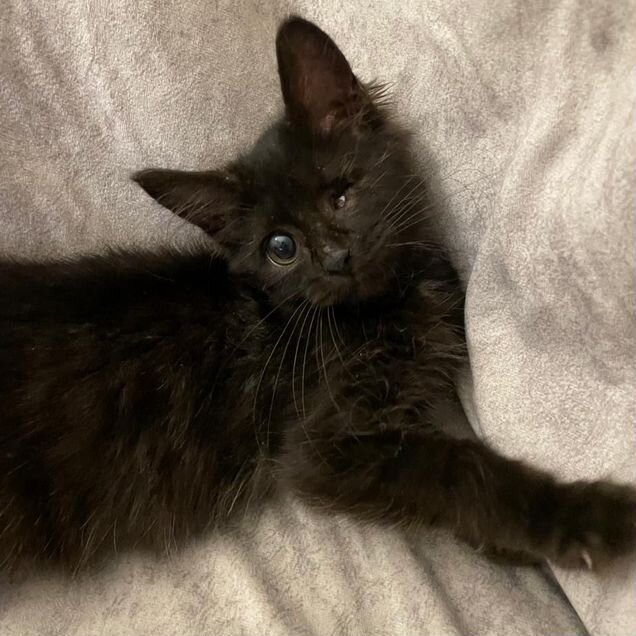 Котёнок в добрые руки