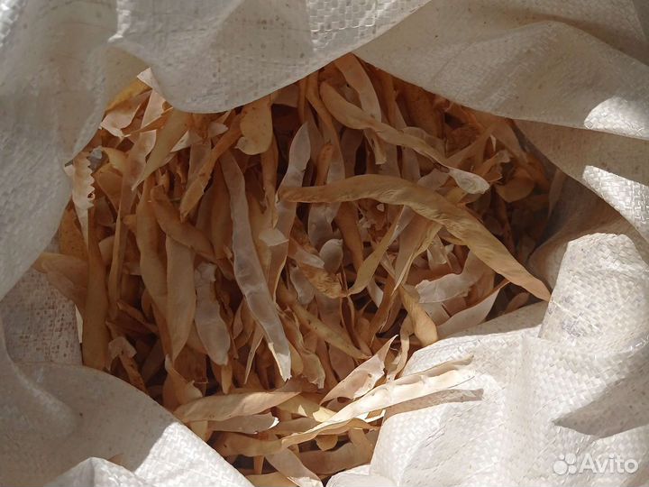 Створки фасоли