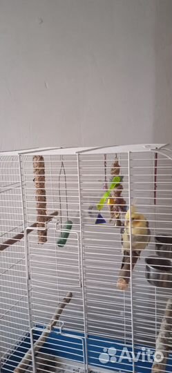 Попугай корелла