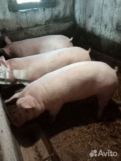 Поросята пьетрен