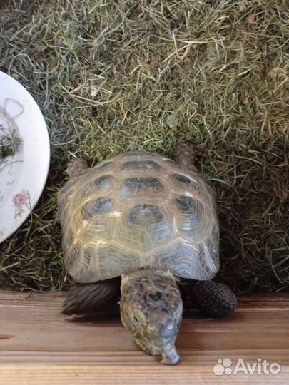 Черепаха сухопутная живая