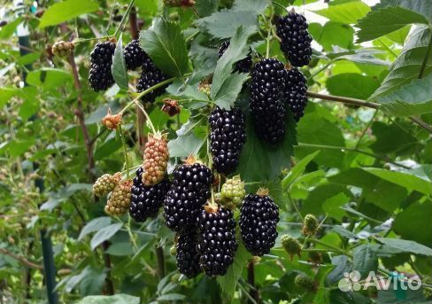 Саженцы ежевики блек джем корона небеса