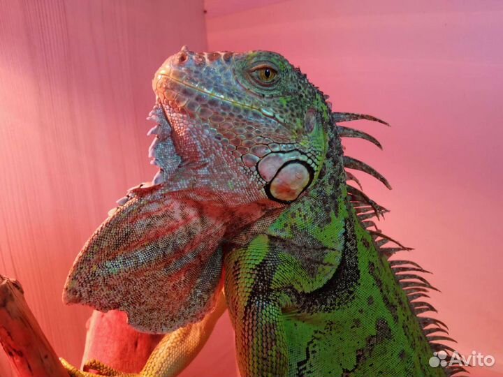 Уход за животными, передержка