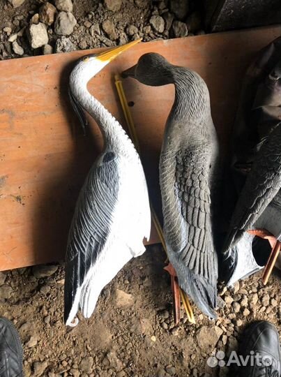 Чучела гусей и уток