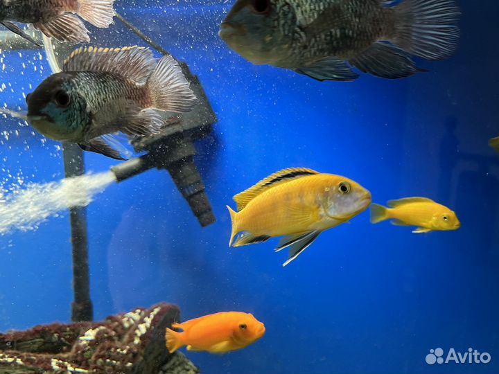 Лабидохромис Еллоу рыбки цихлиды