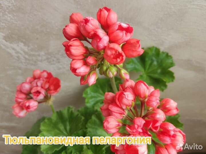 Пеларгония герань сортовая
