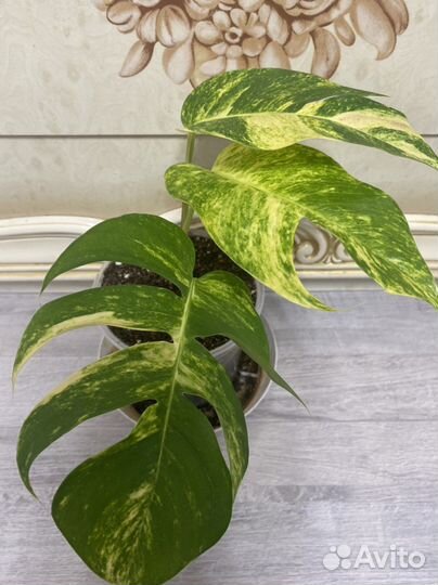 Эпипремнум Еллоу Флэйм