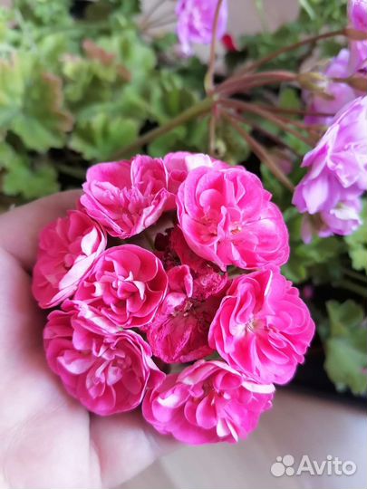Пеларгония сортовая