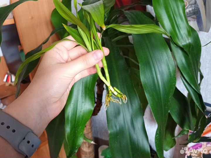 Драцена Сандера (Лаки бамбук)