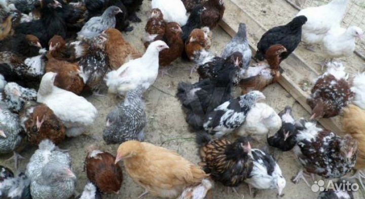 Цыплята суточные,утята,гусята,подросшие цыплята