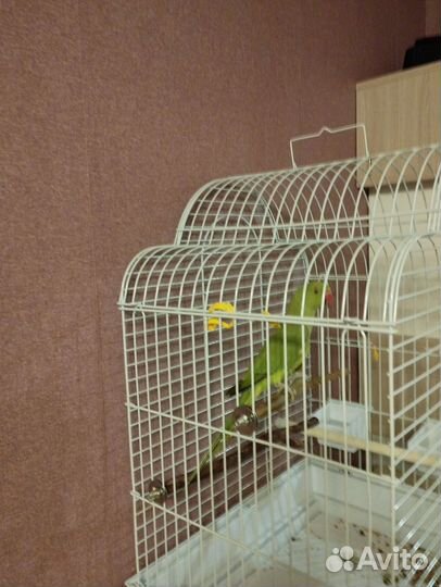 Ожереловый попугай самец