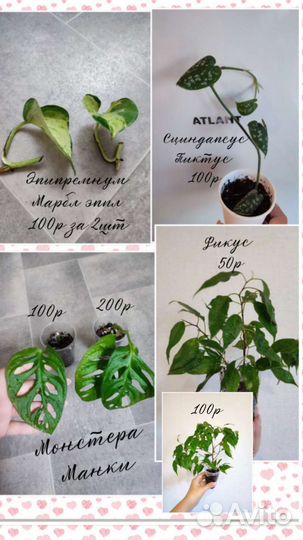 Комнатные цветы, хойя, Сингониум, фикус