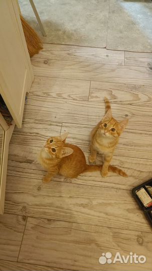 Котенок в дар, мальчик рыжик