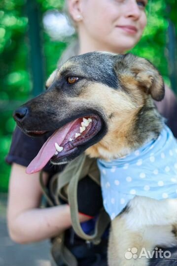 Отдаем собаку в добрые руки