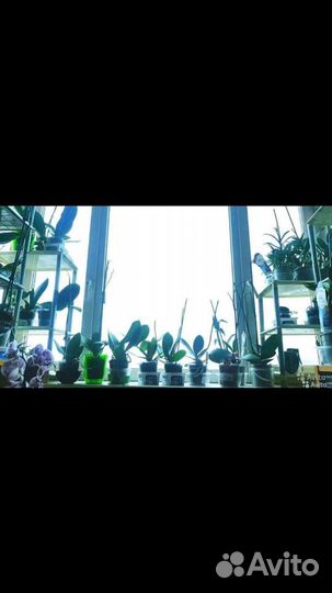 Орхидеи сортовые отцвели много