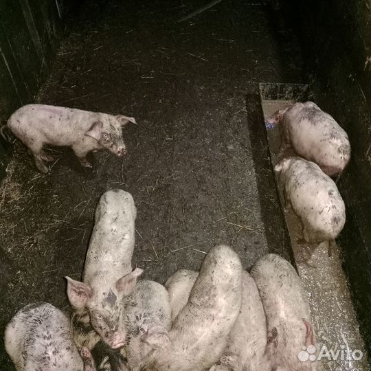 Продам поросят
