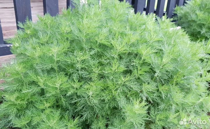 Божье дерево-полынь лечебная др-дн. )саженцы