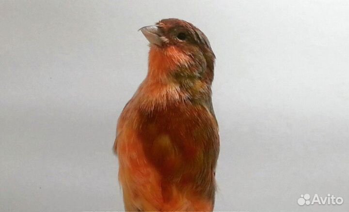 Поющие кенары,готовые самки