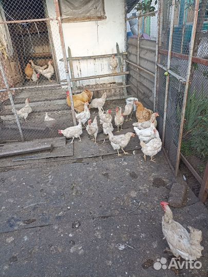 Молодые петушки и индюшата степные