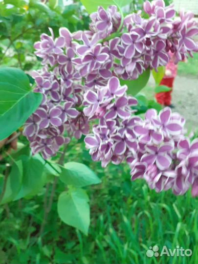 Сирень Сенсация