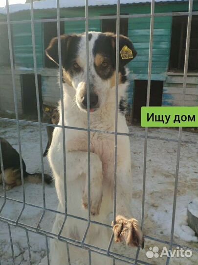 Собака Aрчи