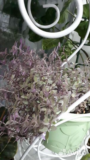 Каллизия розовая пантера