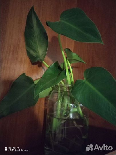 Филодендрон